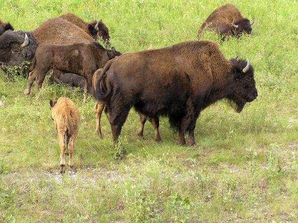 Photo of Bison bison by David Nagorsen